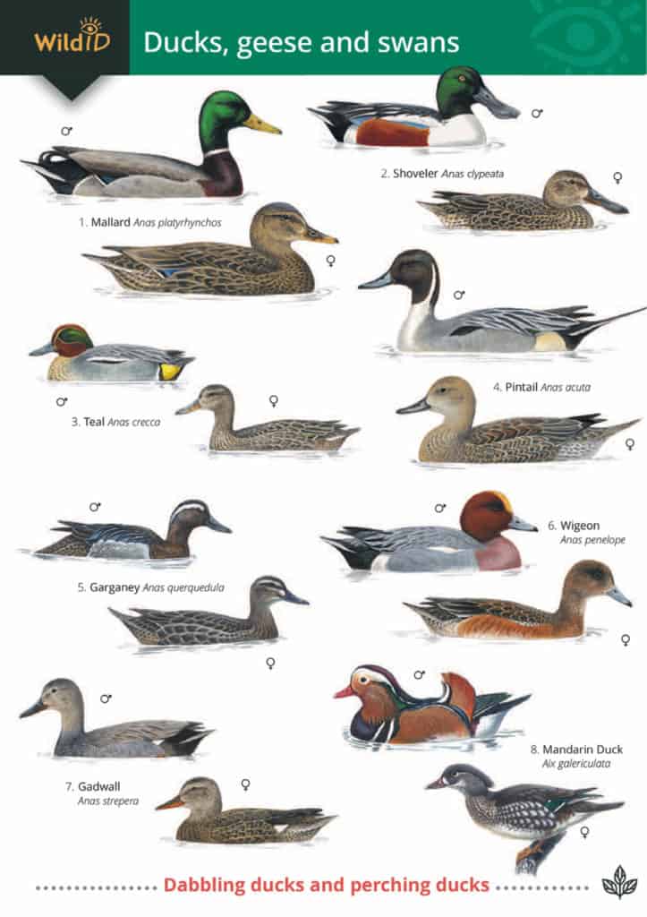 Ducks geese and swans guide – Field Studies Council