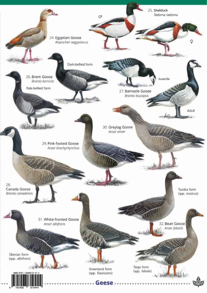 Ducks geese and swans guide – Field Studies Council