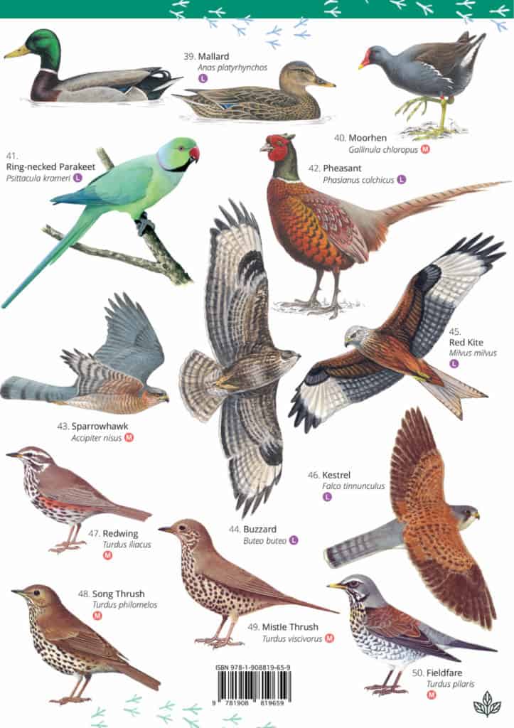 British Bird Guide | FSC Bird Field Guide for the Top 50 Garden Birds