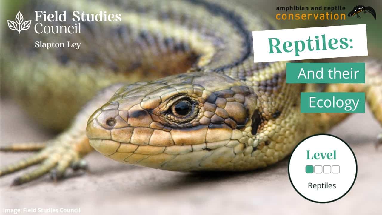 Reptiles and their Ecology – Field Studies Council