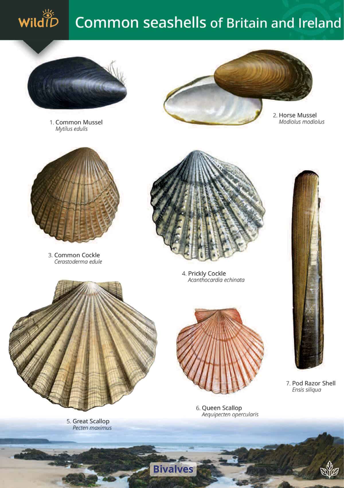 types of conch shells