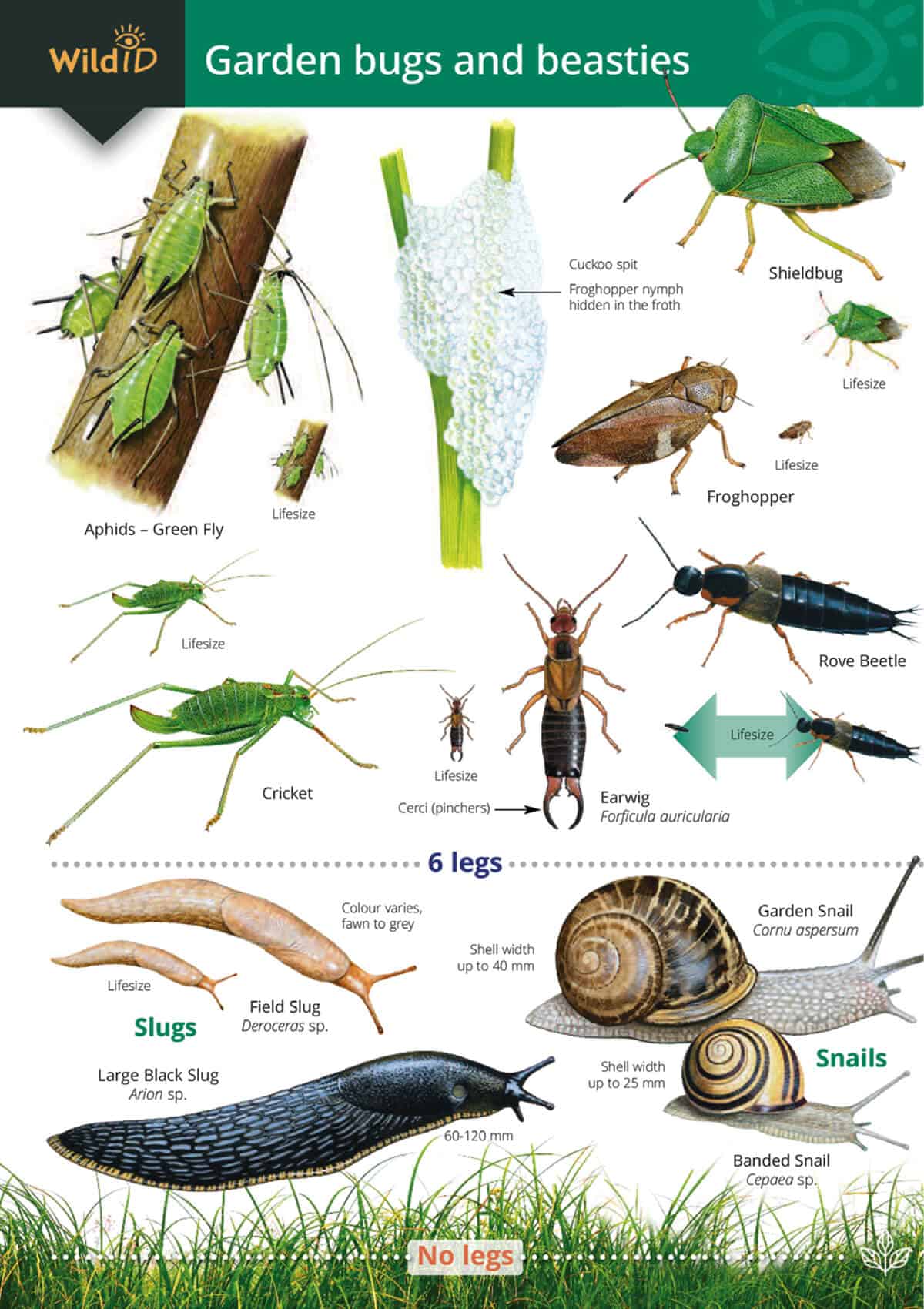 OP162a Garden Bugs And Beasties 