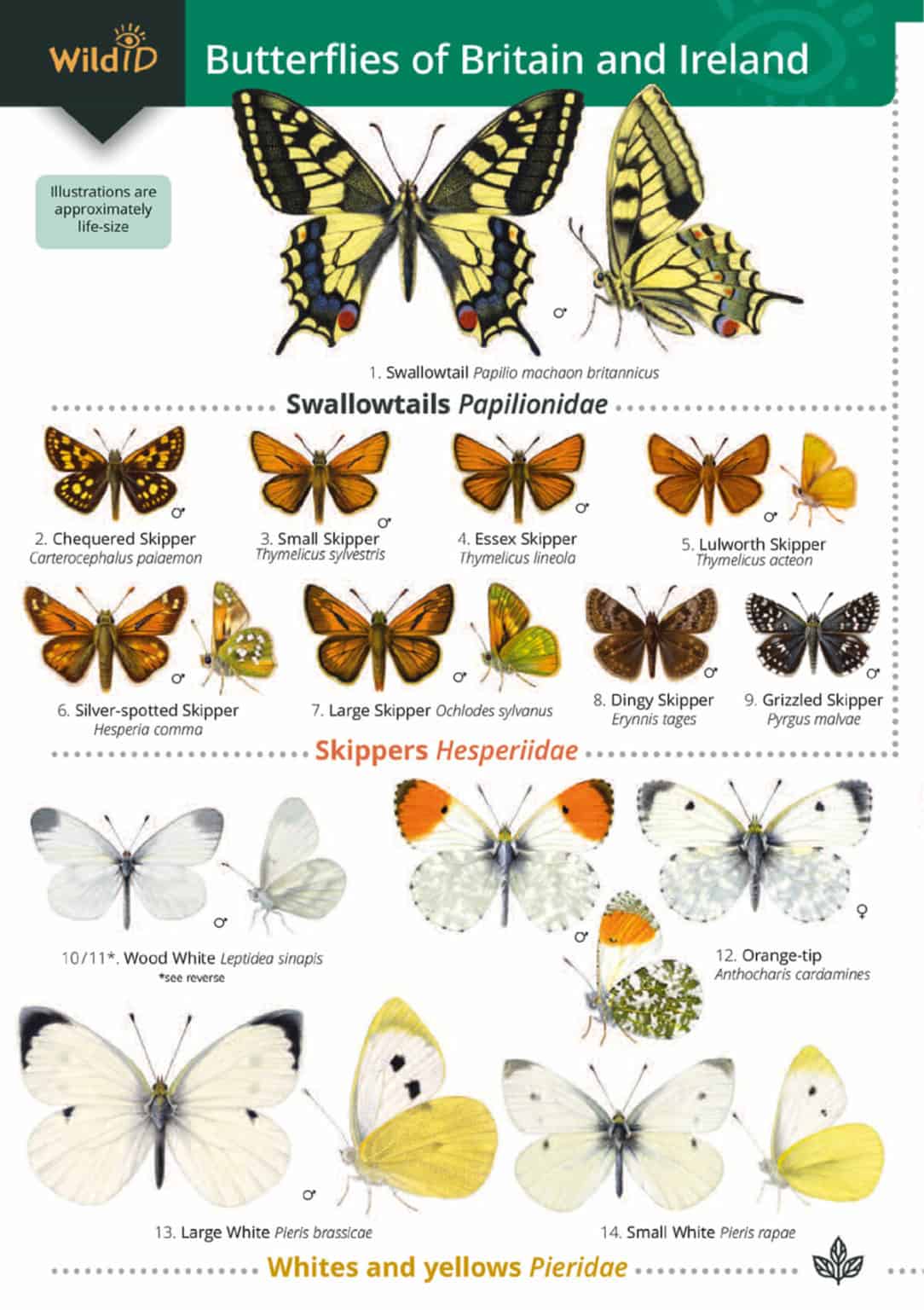 british-butterfly-identification-guide-fsc-butterfly-field-guide