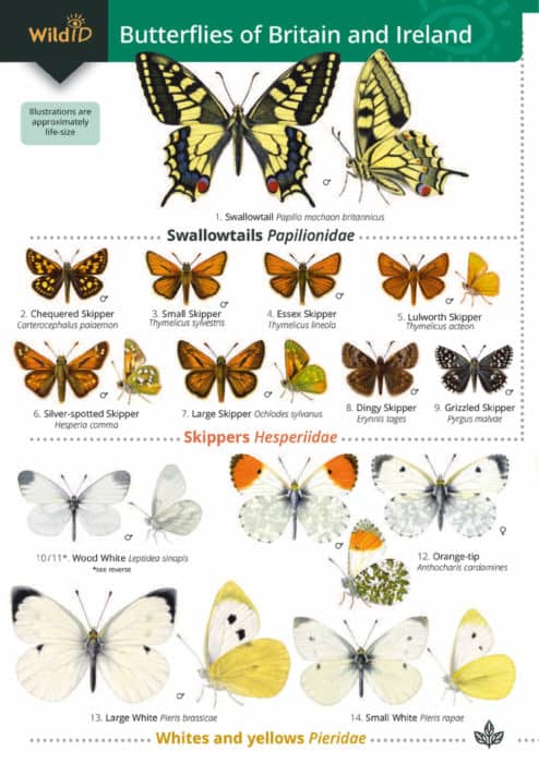 British Butterfly Identification Guide | FSC Butterfly Field Guide