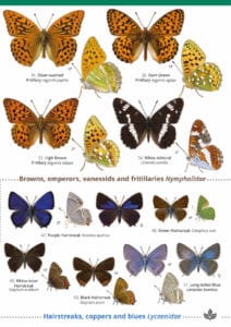 British Butterfly Identification Guide | FSC Butterfly Field Guide