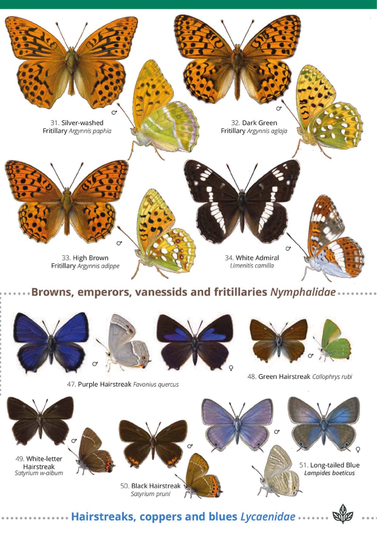 British Butterfly Identification Guide | FSC Butterfly Field Guide