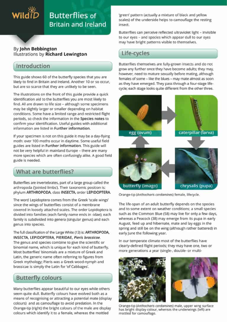 British Butterfly Identification Guide | FSC Butterfly Field Guide