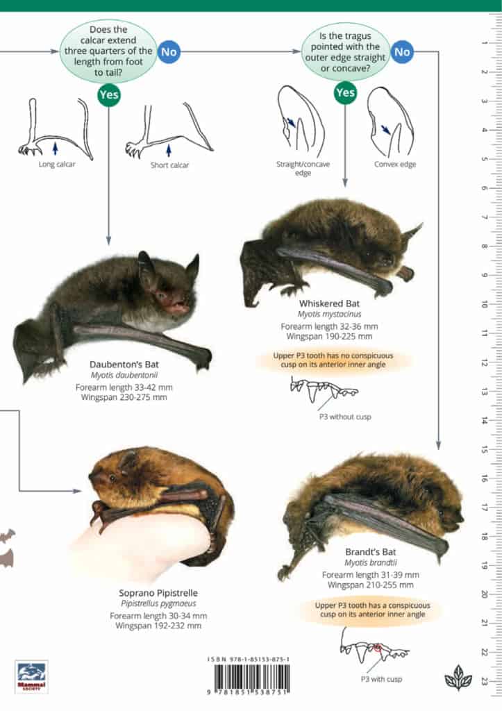 Bats Guide – Field Studies Council