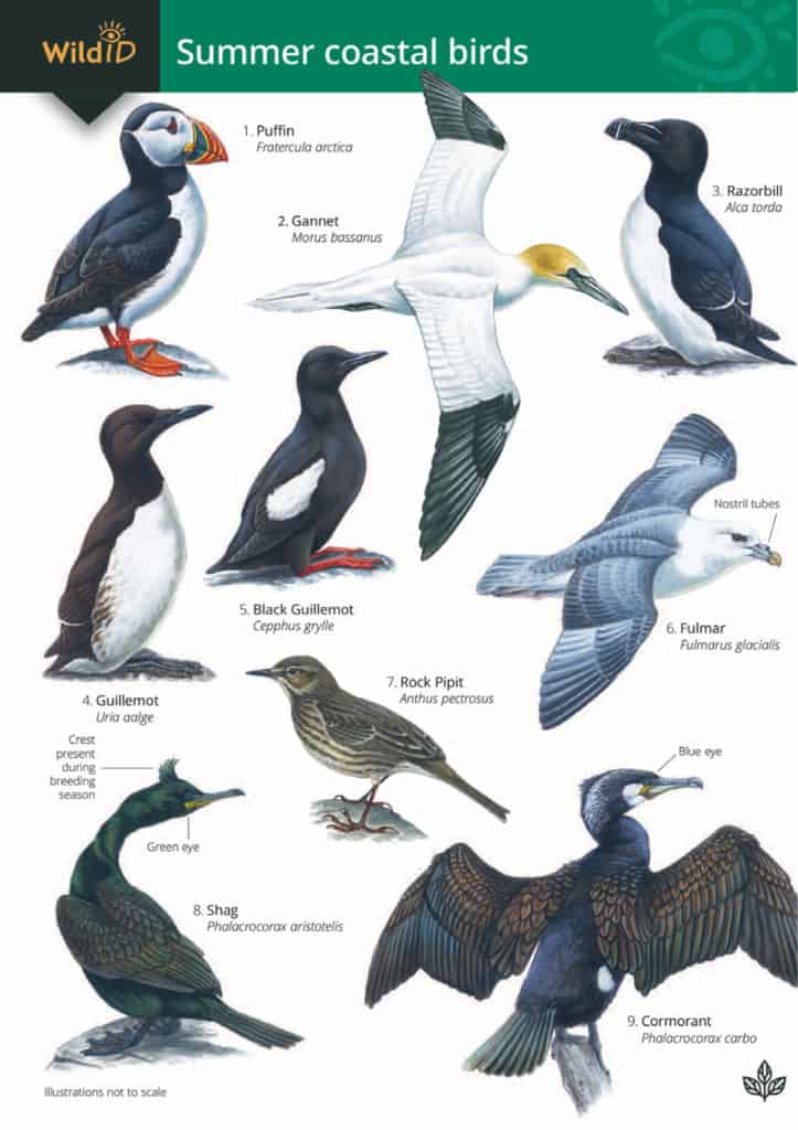 Summer coastal birds guide – Field Studies Council