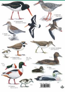 Summer coastal birds guide – Field Studies Council