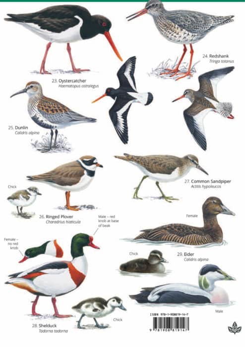 Summer coastal birds guide – Field Studies Council