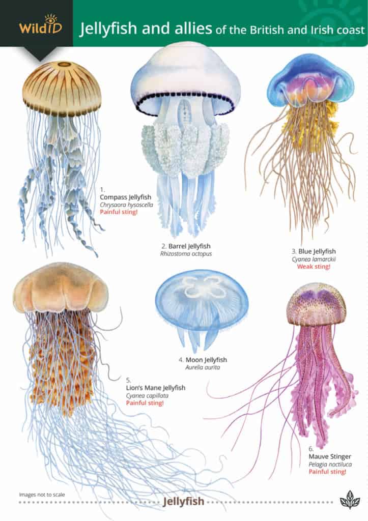 Jellyfish t-shirt bundle - medium – Field Studies Council