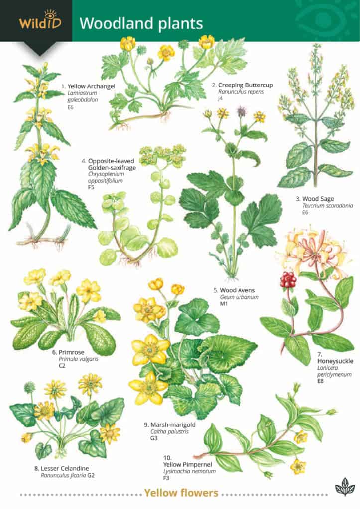 how-to-identify-most-common-uk-weeds