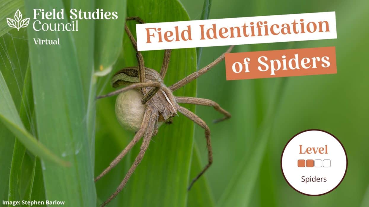 Field Identification Of Spiders – Field Studies Council