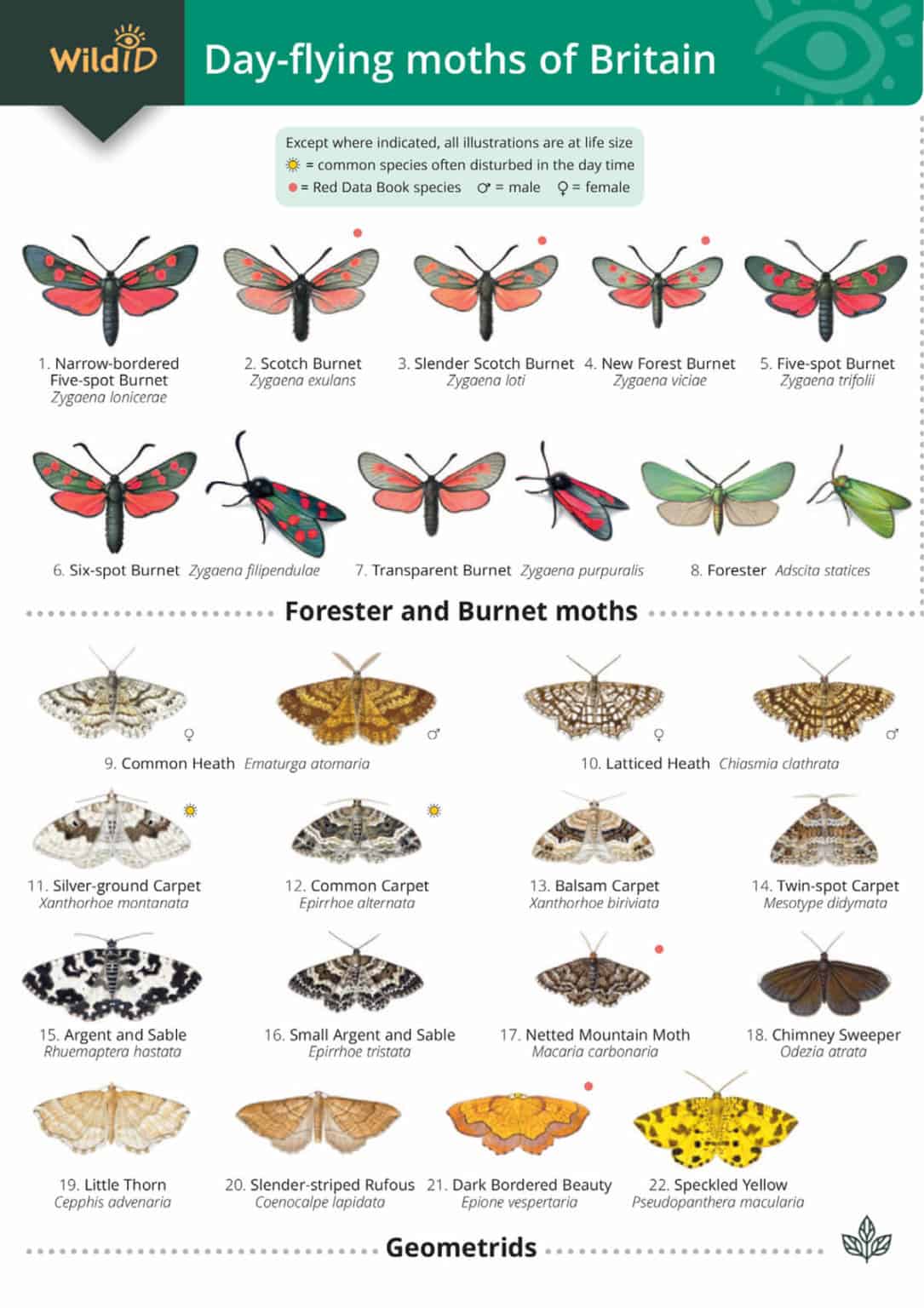 British Day Flying Moths Identification Guide Fsc Moths Guide