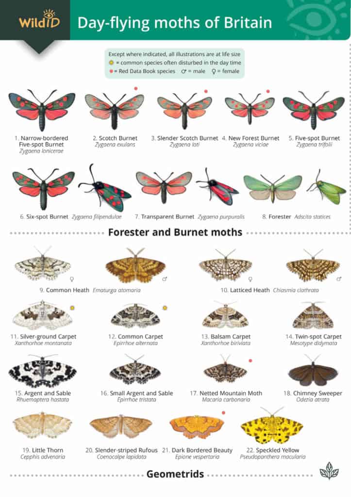 British Day Flying Moths Identification Guide | FSC Moths Guide