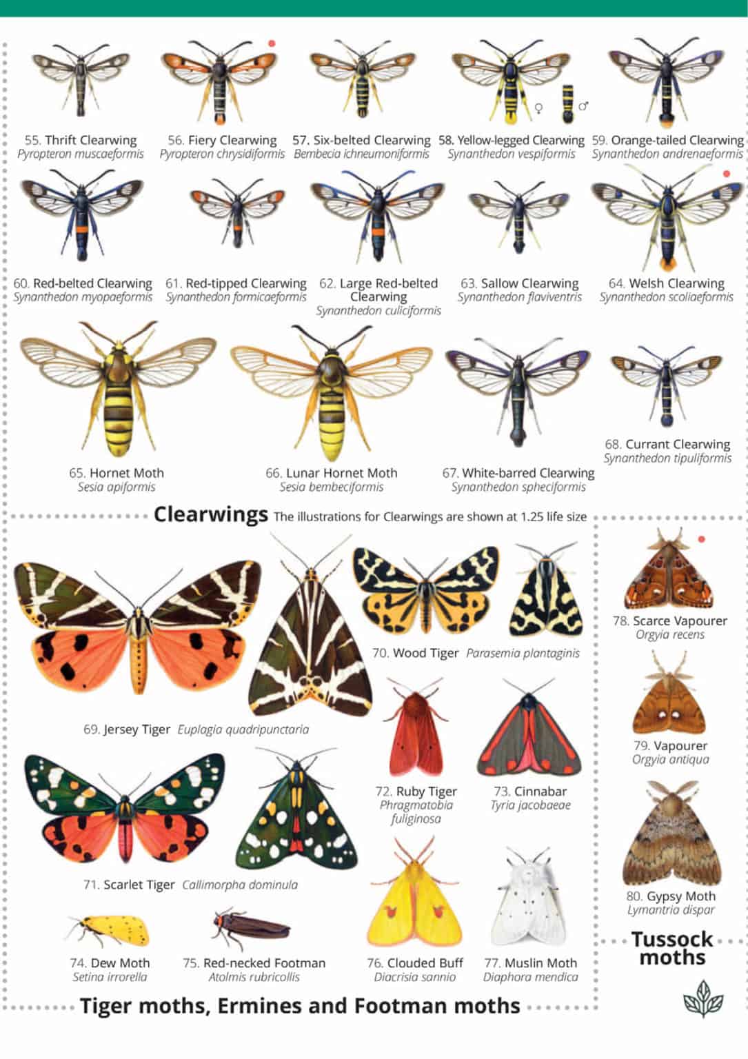 British Day Flying Moths Identification Guide FSC Moths Guide