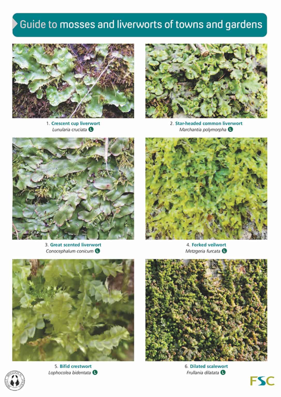 Garden mosses guide – Field Studies Council