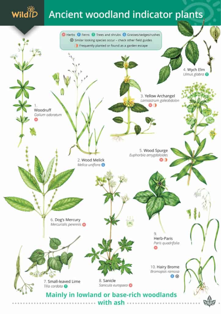 Ancient woodland indicators guide – Field Studies Council