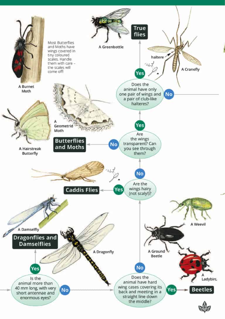 Bugs on bushes – Field Studies Council