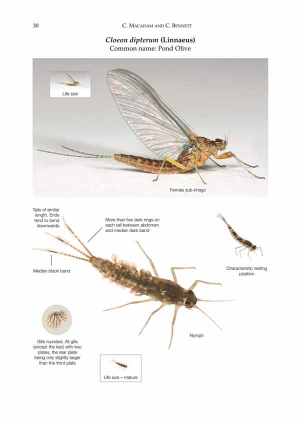 Mayflies AIDGAP – Field Studies Council