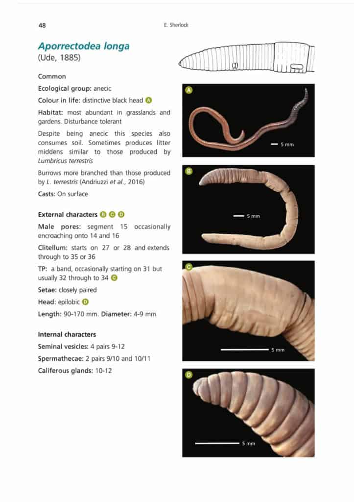 Earthworms AIDGAP | Identification Key Paperback|Field Studies Council