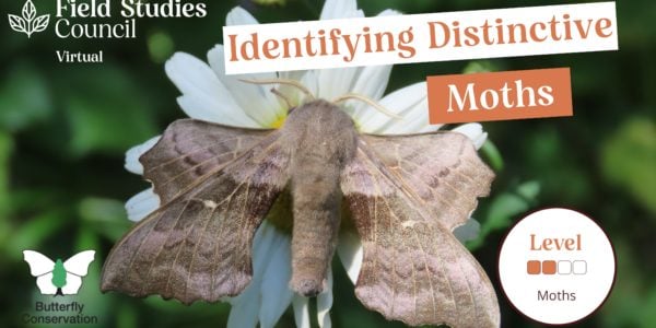 British Day Flying Moths Identification Guide | FSC Moths Guide