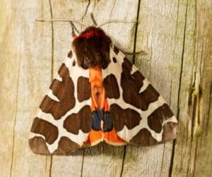 Butterfly And Moths Courses | Expert Tuition | Field Studies Council