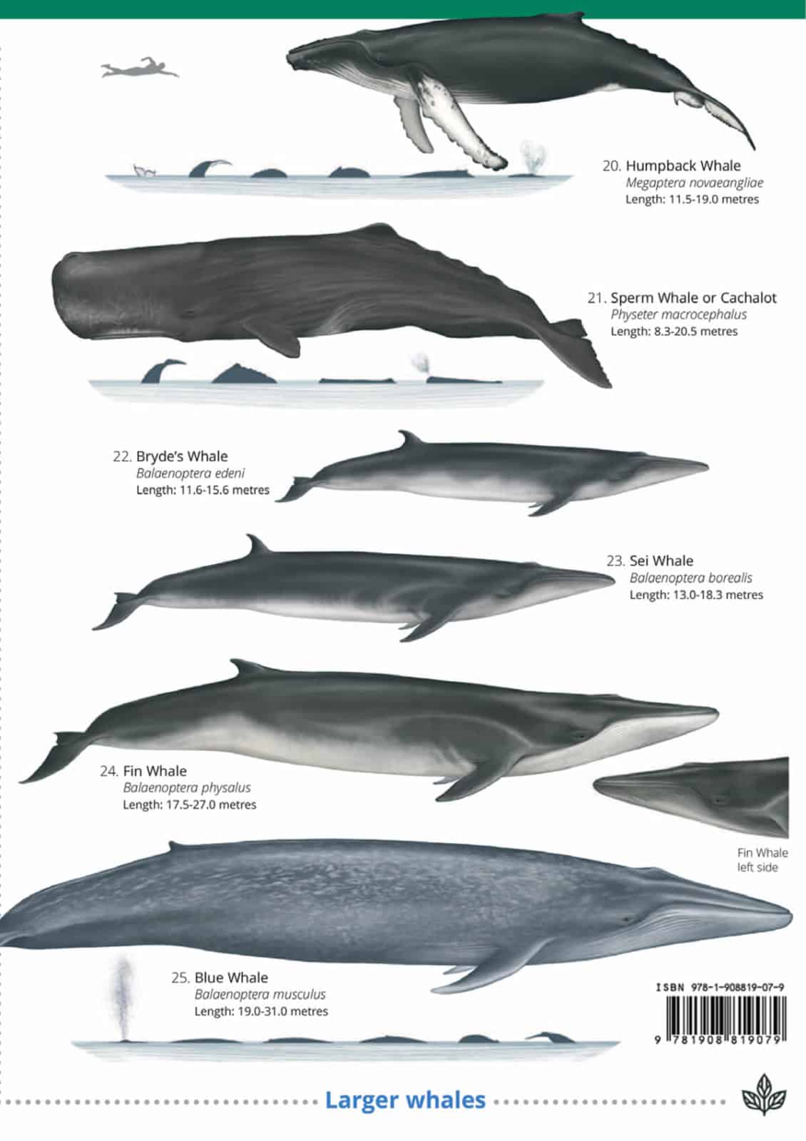 Cetaceans and seals guide – Field Studies Council