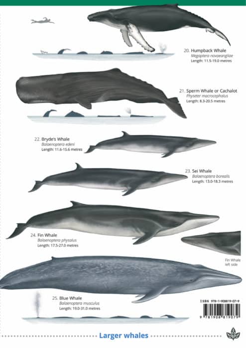 Cetaceans And Seals Guide – Field Studies Council