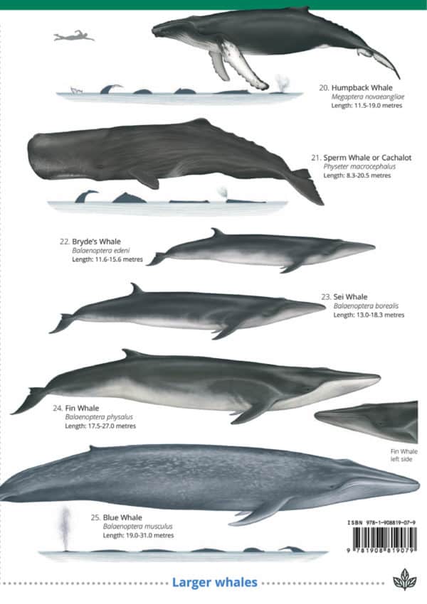 Cetaceans and seals guide – Field Studies Council