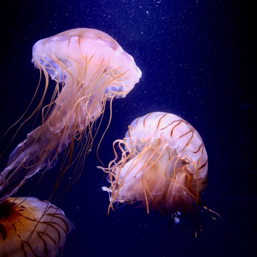 Jellyfish T-shirts With Matching Guide – Field Studies Council