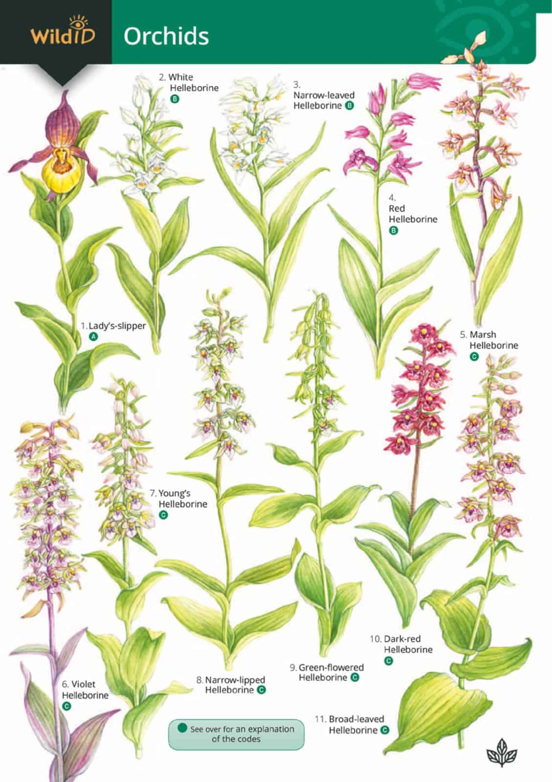 Common Types Of Orchids | lupon.gov.ph