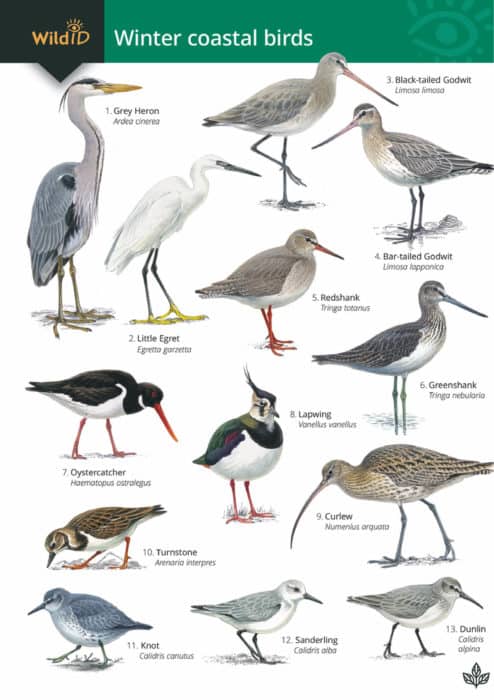 Winter coastal birds guide – Field Studies Council