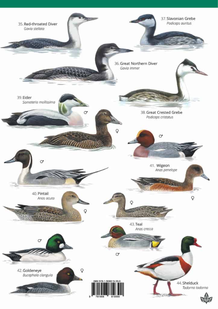 Winter coastal birds guide – Field Studies Council