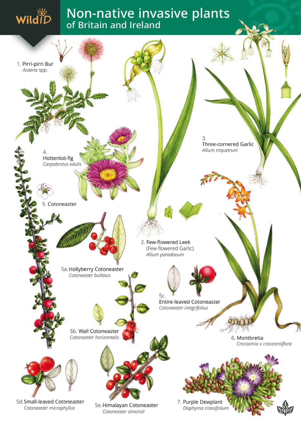 Non native Invasive Plants Guide Field Studies Council