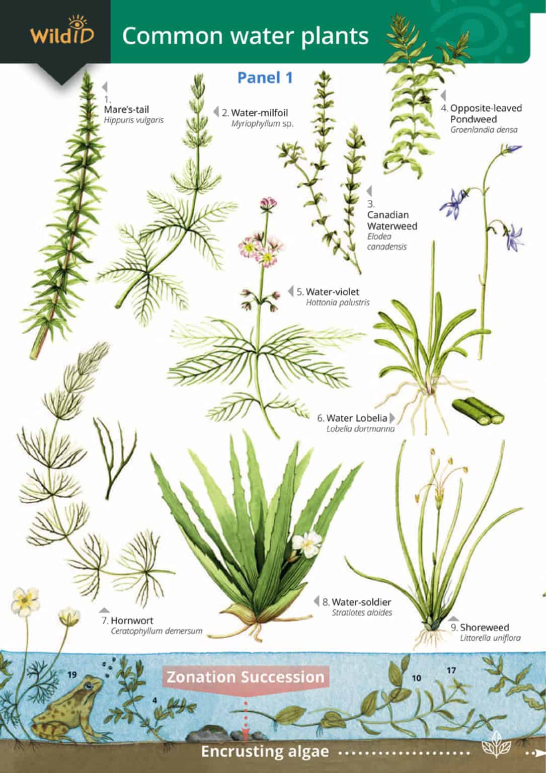 Water plants guide – Field Studies Council