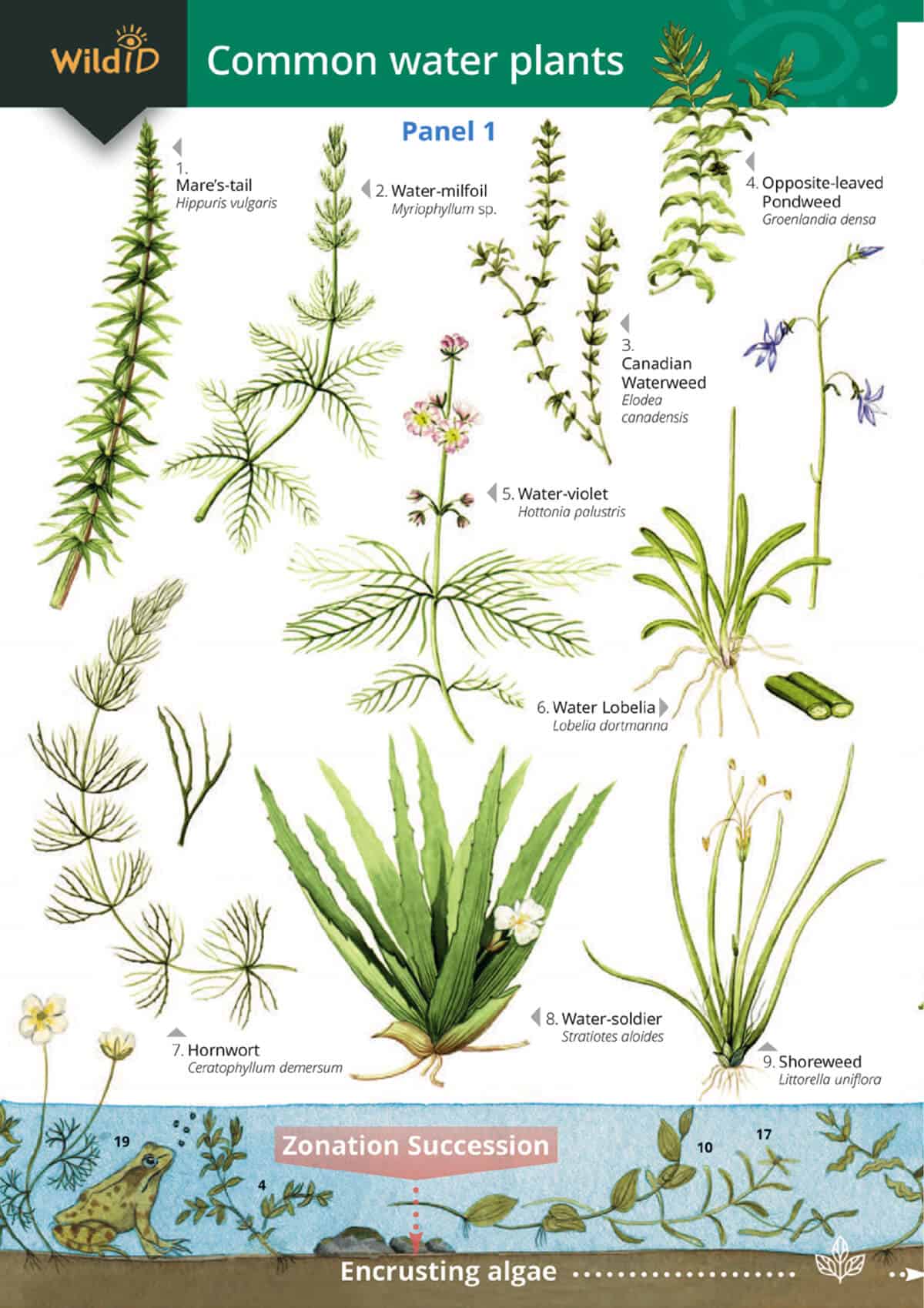 Water Plants Guide Field Studies Council