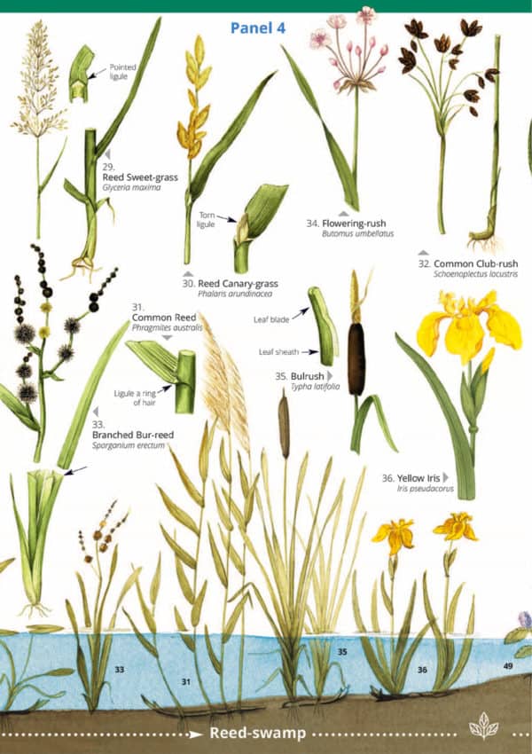 Water plants guide – Field Studies Council