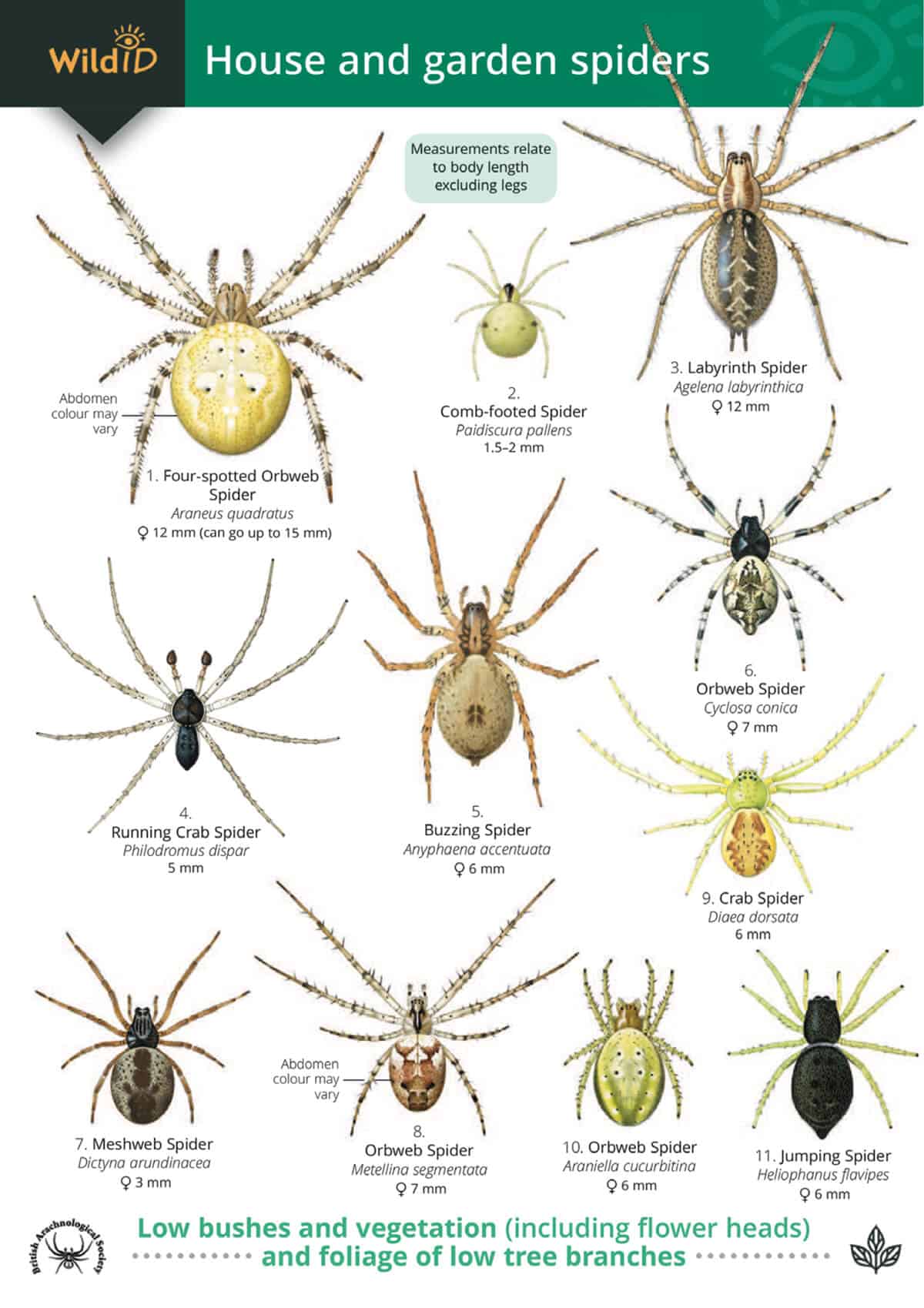 Spiders Guide Field Studies Council Ubicaciondepersonas cdmx gob mx