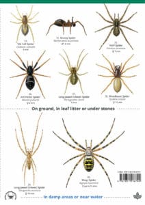 Spiders guide – Field Studies Council