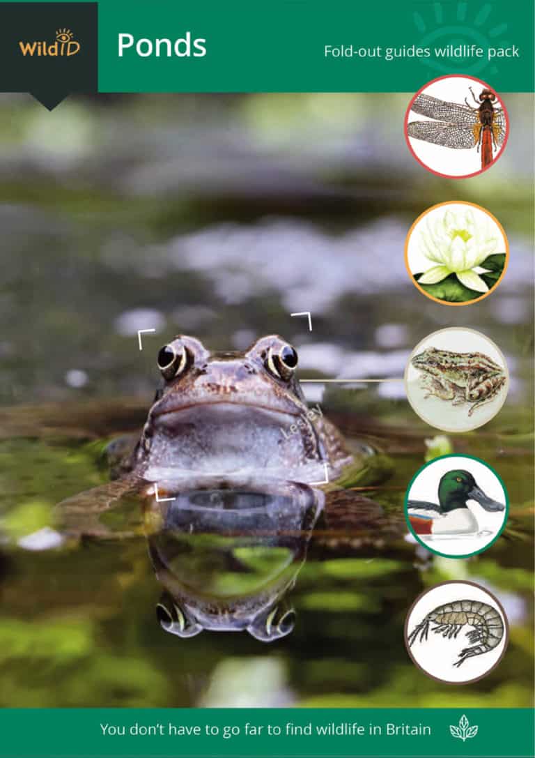 Ponds wildlife pack – Field Studies Council