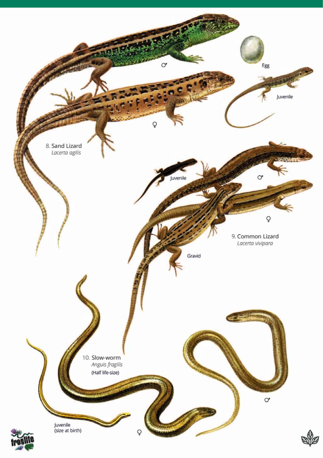 Reptiles And Amphibians Guide – Field Studies Council