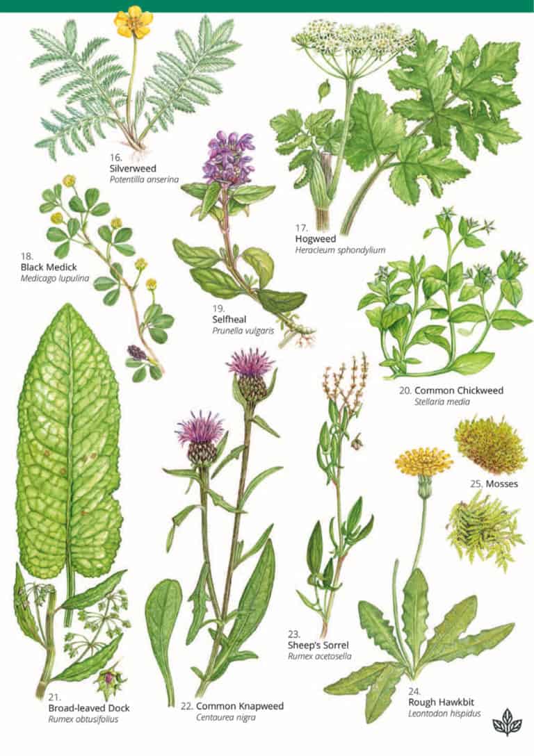 Playing field plants guide – Field Studies Council