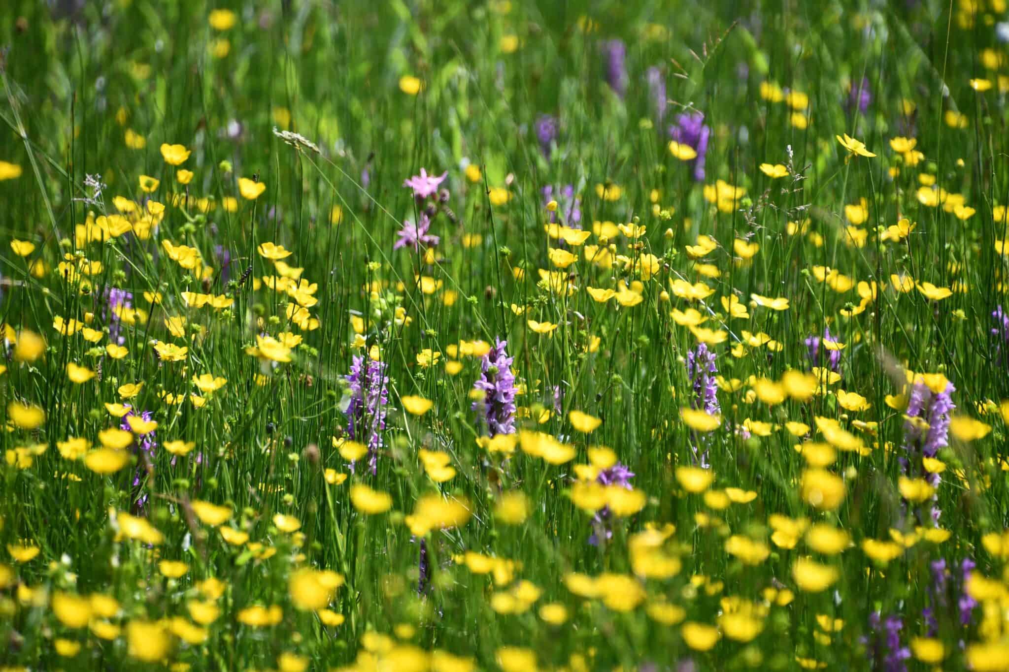 Wildflowers: An Introduction To Botanical Skills – Field Studies Council