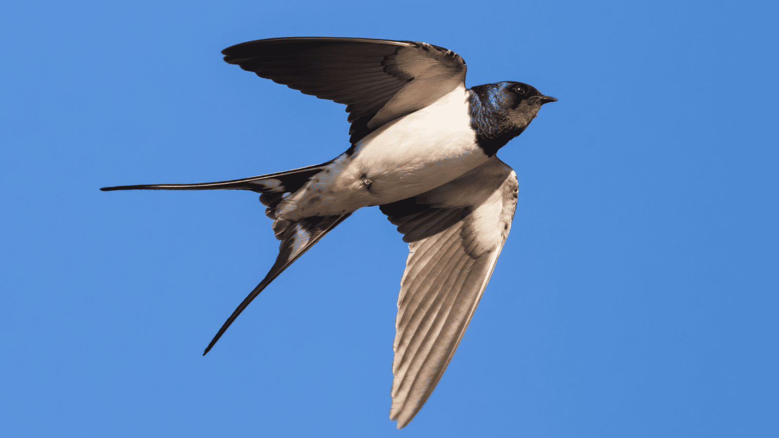 Advanced Birdwatching – Field Studies Council