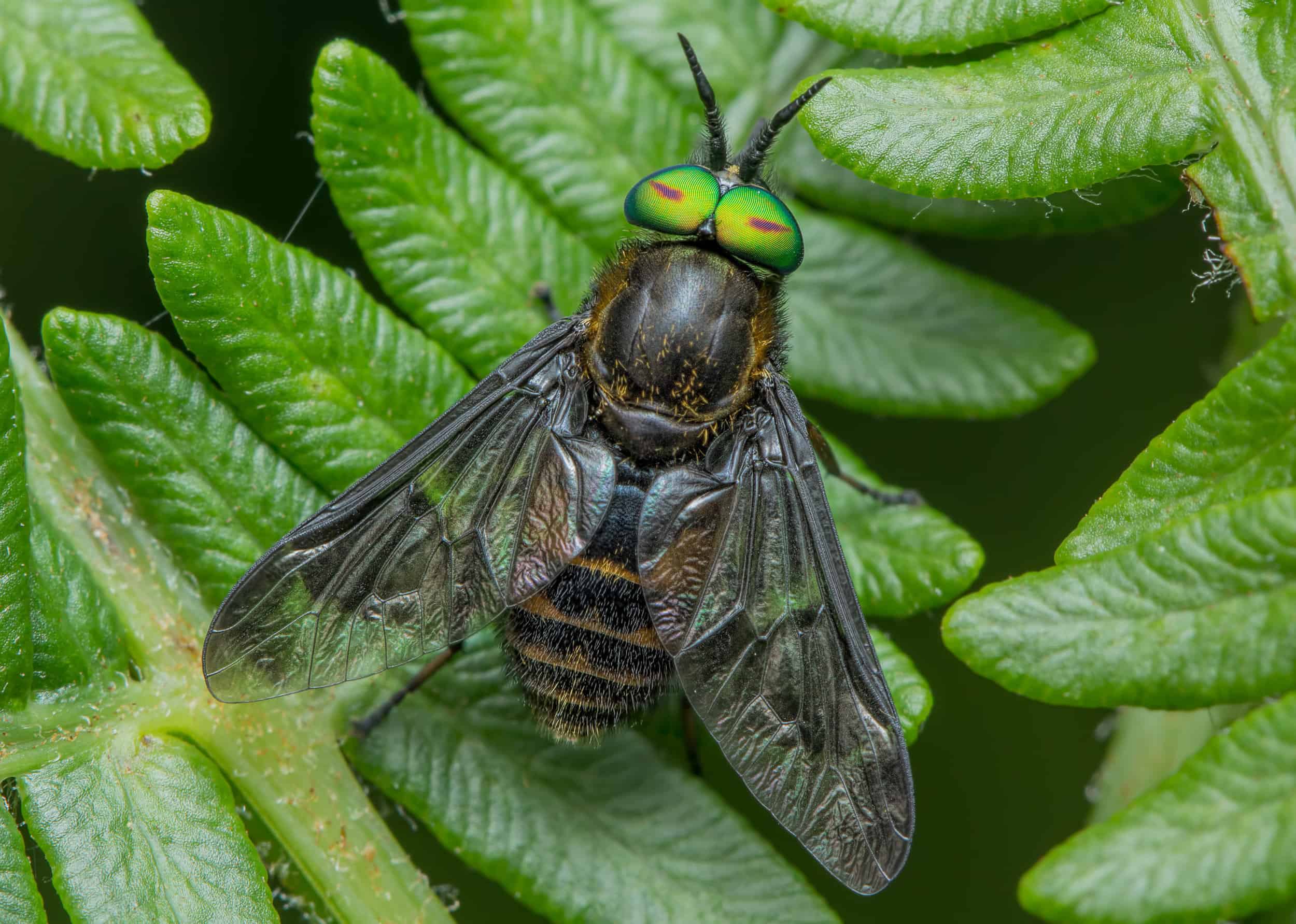 True Flies Field Studies Council