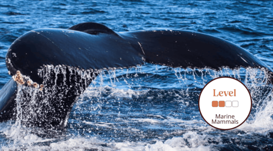 Conservation Of Marine Mammals - Online – Field Studies Council