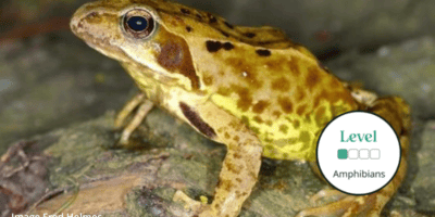 Discovering Amphibians Identification And Ecology 400x200 