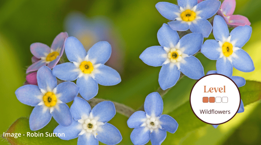 identifying-woodland-plants-field-studies-council